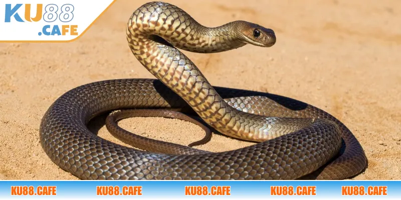 Những con số liên quan cho những giấc mơ về rắn